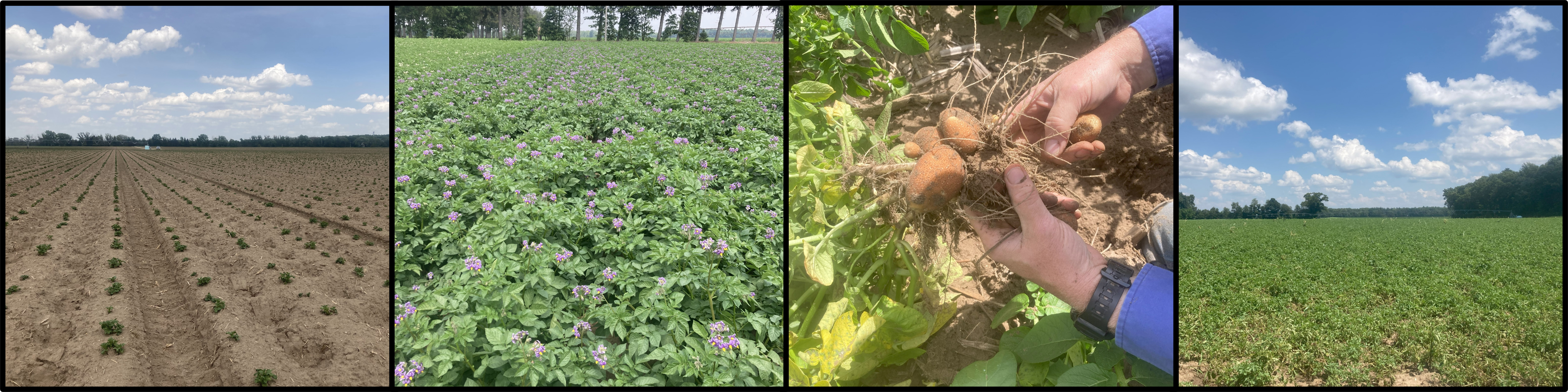 Different examples of potatoes.